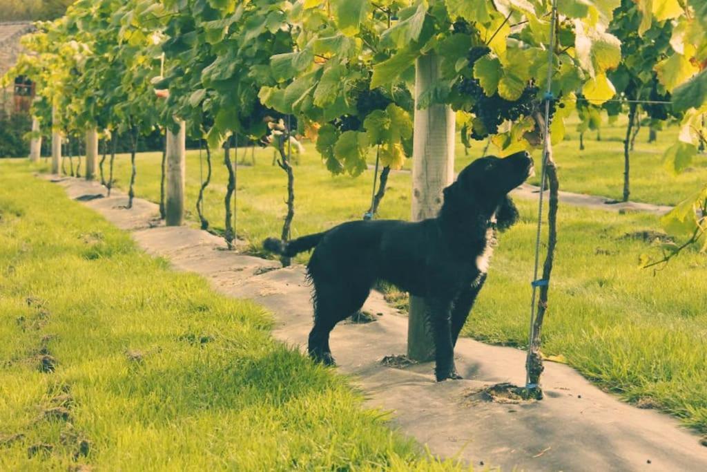 Vineyard Country Llanerch-Aeron