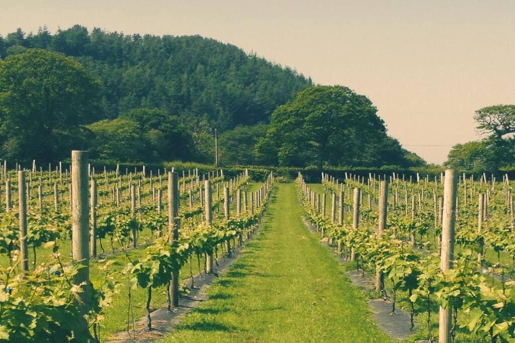 Holiday home Vineyard Country